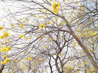 马尾东江滨公园黄花风铃木盛放