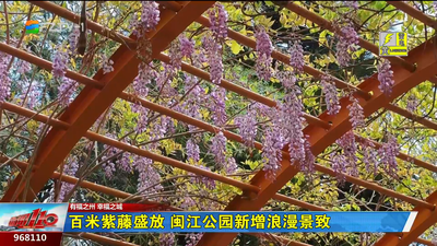 百米紫藤盛放 闽江公园新增浪漫景致