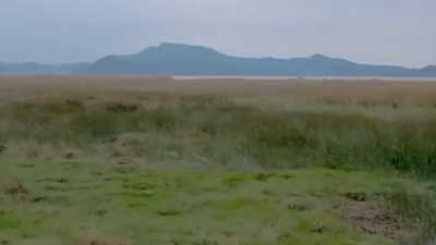 央视关注福州：闽江口湿地看万鸟翔集