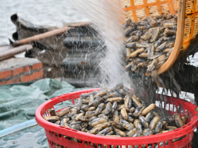 新华社关注福清：海蛏春收 抢“鲜”上市