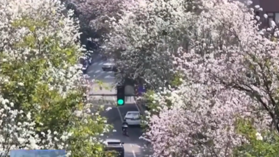 央视新闻关注福州：宫粉羊蹄甲绽放 织就春日花廊