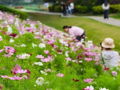 福州“淡季”花海上线 清爽花色迎接夏日