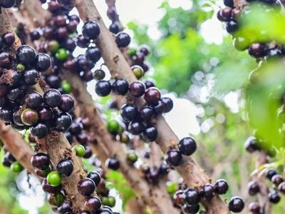 一果四味！嘉宝果上市