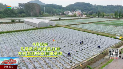 能生吃的玉米！福州自己育出来了