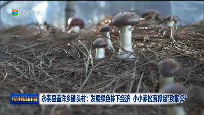 永泰县盖洋乡碓头村：发展绿色林下经济 小小赤松茸撑起“致富伞”