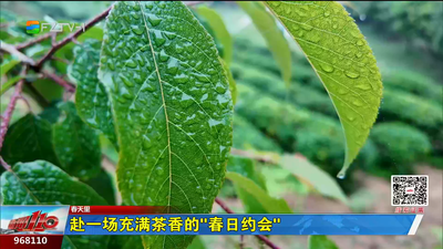 赴一场充满茶香的“春日约会”