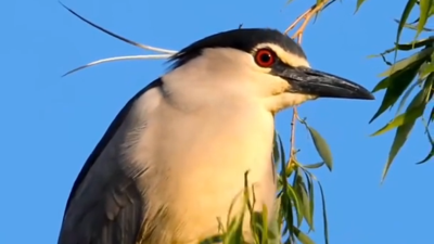北京动物园成夜鹭免费食堂