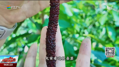 春日“葚”好 闽侯桑葚采摘正当时