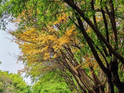 春日榕城现“秋景” “落叶大道”很吸睛