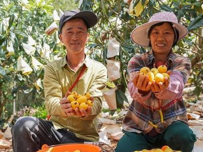 福清一都白蜜枇杷抢“鲜”出圈