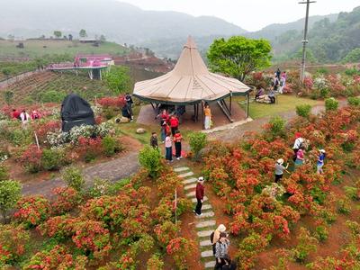 罗源四季杜鹃谷繁花盛放