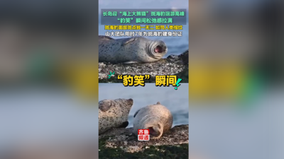 长岛迎斑海豹洄游高峰