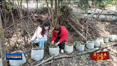 罗源县飞竹镇推广“稻林互补”助农增收