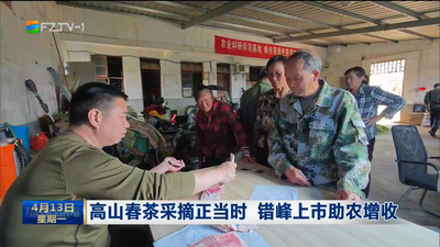 高山春茶采摘正当时 错峰上市助农增收