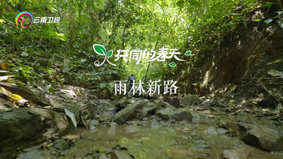 和手臂一样大的昆虫零距离！和镜头一起穿行热带雨林，解锁一场充满野趣的徒步！