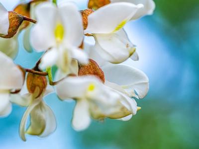 槐花成“网红春菜”  营养丰富但食用需注意