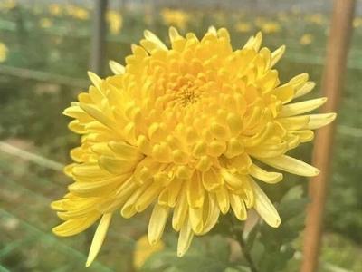 祭扫鲜花需求攀升 永泰鲜切菊产销两旺