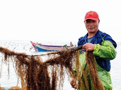 连江鞭炮笋上市