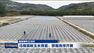 春播春种正当时 马尾琅岐玉米育苗、移栽有序开展