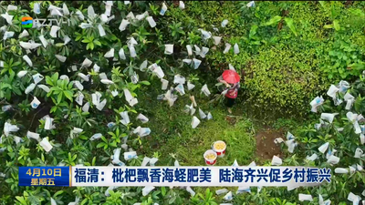 福清：枇杷飘香海蛏肥美 陆海齐兴促乡村振兴