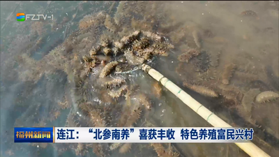 连江：“北参南养”喜获丰收 特色养殖富民兴村