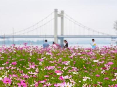 乌龙江公园3300平方米波斯菊绽放