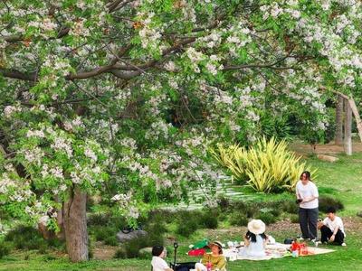 闽江公园打造苦楝共享空间
