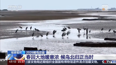央视关注福州：春回大地暖意浓 候鸟北归正当时