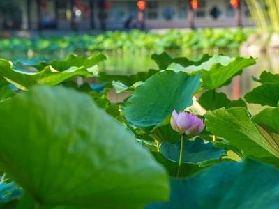 春夏之交气温高 茶亭公园荷花“抢跑”