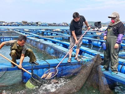 福州养殖海鲜大量上市