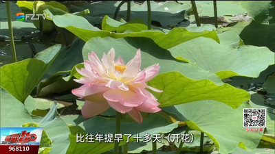 夏意初显！福州茶亭公园第一朵荷花开了