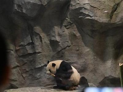 两岸青少年同游熊猫世界 共叙榕台一家亲