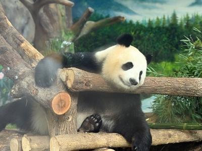 福州熊猫世界假期人气爆棚 “滚滚天团”实力卖萌圈粉无数