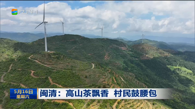 闽清：高山茶飘香 村民鼓腰包