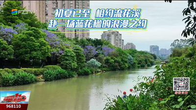 流花溪蓝花楹绽放 邂逅福州初夏的蓝紫色浪漫