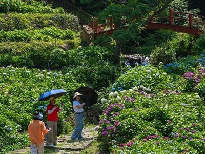 绣球花次第开 鼓岭变“莫奈花园”