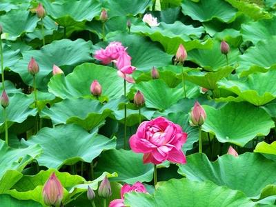 金山公园近60种荷花盛放 千瓣莲超惊艳