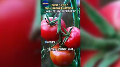 西红柿“没味儿”源自一场外来病毒的毁灭打击！山东团队用10年找回“儿时味道”