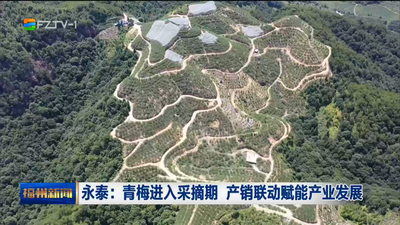 永泰：青梅进入采摘期 产销联动赋能产业发展