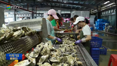 连江：2.5万亩生蚝迎来丰收季 品尝美味正当时