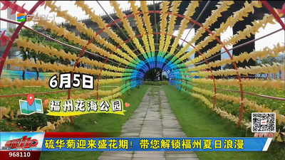 硫华菊迎来盛花期！带您解锁福州夏日浪漫