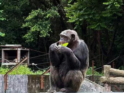 白狮纵身叼肉粽 黑猩猩拍手等甜粽 动物园里端午味也浓
