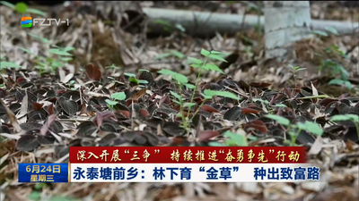 永泰塘前乡：林下育“金草” 种出致富路