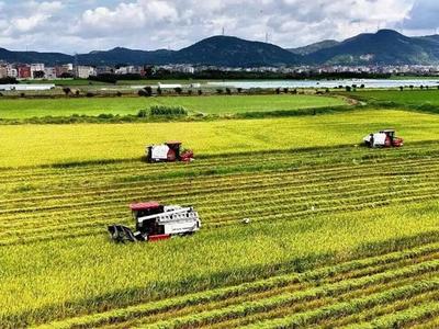 福清5.55万亩早稻迎来丰收季