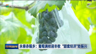 永泰赤锡乡：葡萄满枝迎丰收 “甜蜜经济”助振兴