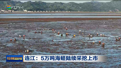 连江：5万吨海蛏陆续采挖上市