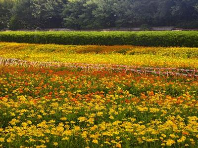 花海公园8000平方米硫华菊盛放