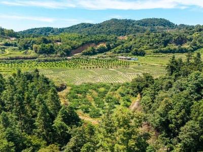 连江长龙水果甜蜜上市