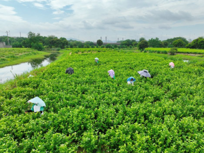 新华网关注：福州非遗茶香赋能文旅新发展