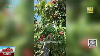 错过等一年！镜洋“状元红”甜蜜正当时